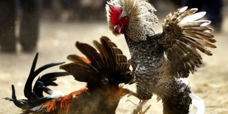 Gà chọi Việt Nam được yêu thích nhất hiện nay